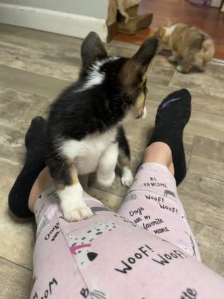 Welsh Corgi Pembroke dogs for sale: Ceecee - Video 1