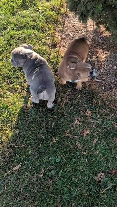 French Bulldog dogs for sale: Odin - Video 2