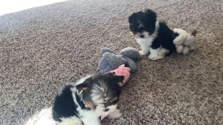 Biewer Terrier dogs for sale: Kodiak - Video 1