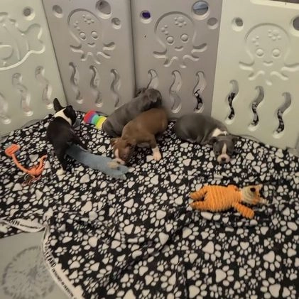 Boston Terrier dogs for sale: Wilson - Video 1