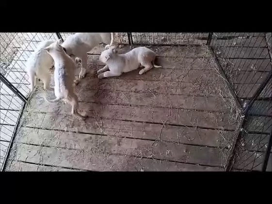 German Shepherd dogs for sale: Chilly - Video 1