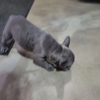 Mixed Breed dogs for sale: Russell - Video 1