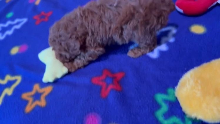 Toy Poodle dogs for sale: Trixie - Video 1