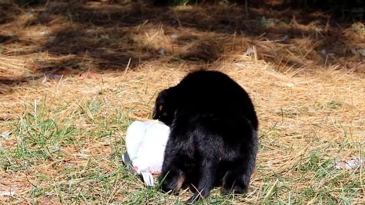 Rottweiler dogs for sale: Raven - Video 4