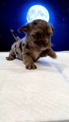 Yorkshire Terrier dogs for sale: Yorkshire Terrier Puppy 3 - Video 1