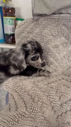 Miniature Dachshund dogs for sale: Juniper  - Video 1