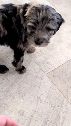 Mini Bernedoodle dogs for sale: Viola - Video 1