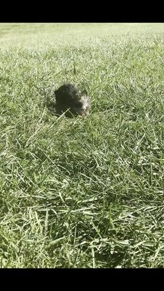 Yorkshire Terrier dogs for sale: Nemo AKC MALE - Video 1