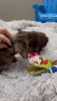 Miniature Dachshund dogs for sale: Mia - Video 2