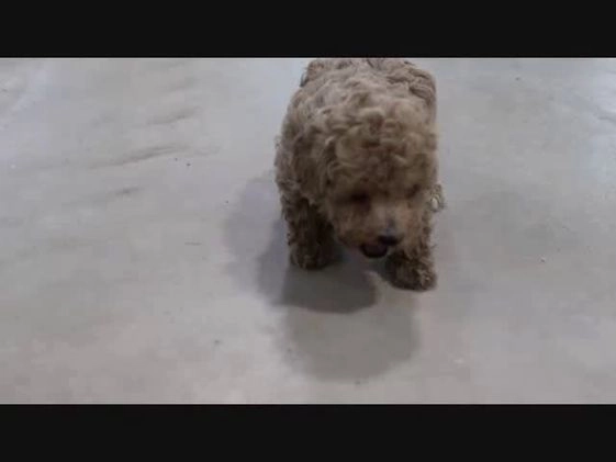 Bichpoo dogs for sale: Lylah - Video 1