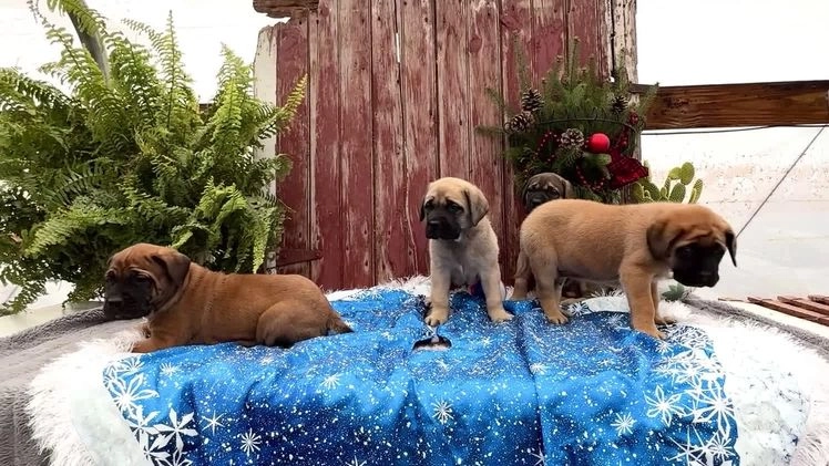 English Mastiff dogs for sale: Chloe - Video 3