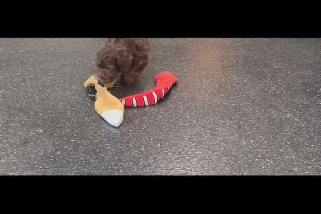 Yorkiepoo dogs for sale: Luigi - Video 1