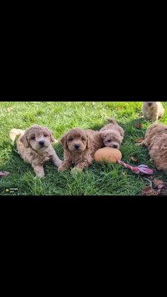 Bichpoo dogs for sale: Darla - Video 1