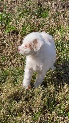 Pomapoo dogs for sale: Bandit - Video 1