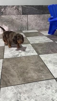 Miniature Dachshund dogs for sale: Lily - Video 1