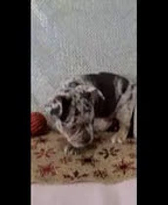 French Bulldog dogs for sale: Spotty - Video 1