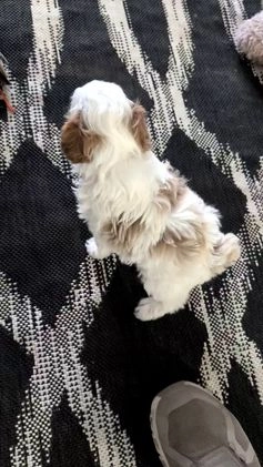 Cavapoo dogs for sale: Delilah  - Video 1