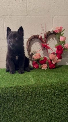 German Shepherd dogs for sale: SCAMPI - Video 2