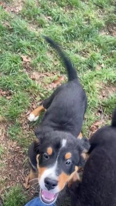 Bernese Mountain Dog dogs for sale: Oakley  - Video 1