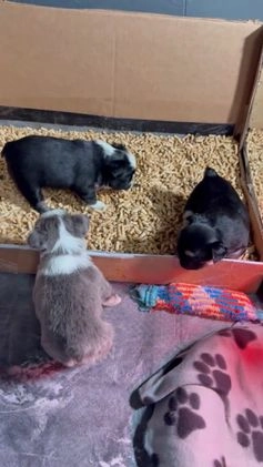 French Bulldog dogs for sale: French Bulldog Puppy 1 - Video 2