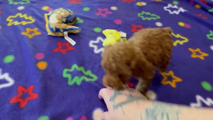 Toy Poodle dogs for sale: Tucker - Video 1