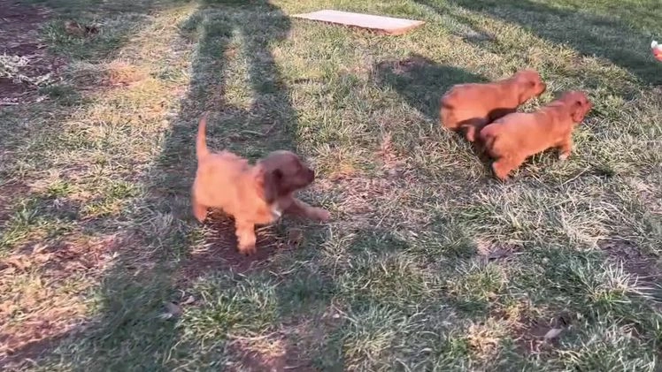 Cavapoo dogs for sale: Scooter - Video 1