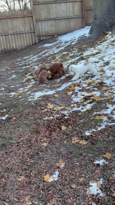 Miniature Poodle dogs for sale: Roxy - Video 2