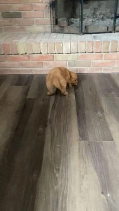 Golden Retriever dogs for sale: Molly - Video 1