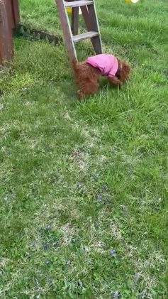 Mini Goldendoodle dogs for sale:  Star ⭐️ - Mini Goldendoodle - Video 3