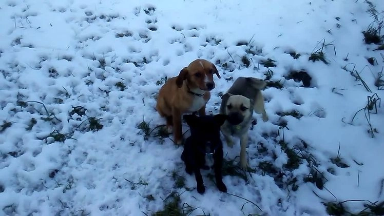 Mixed Breed dogs for sale: Bandit - Video 3