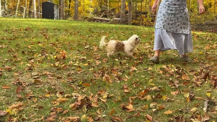 Shih Tzu dogs for sale: Jude - Video 4