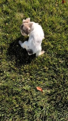 Mixed Breed dogs for sale: Nadia - Video 1