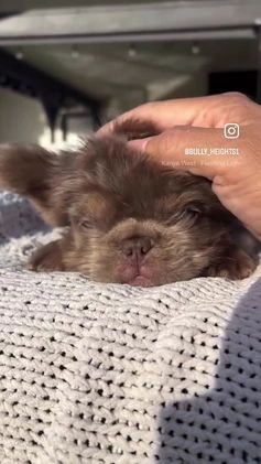 French Bulldog dogs for sale: French Bulldog Puppy 2 - Video 1