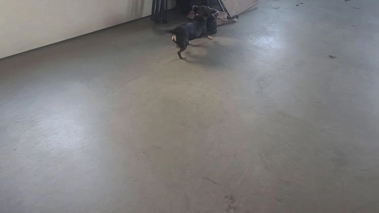 Mixed Breed dogs for sale: Bella - Video 1