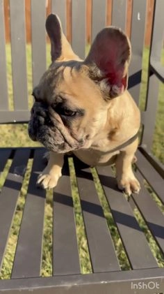 French Bulldog dogs for sale: French Bulldog  - Video 2