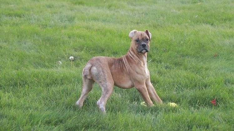 Boxer dogs for sale: Sam - Video 5