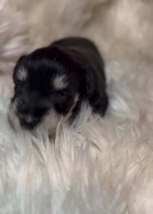 Miniature Schnauzer dogs for sale: Miniature Schnauzer Puppy 5 - Video 1
