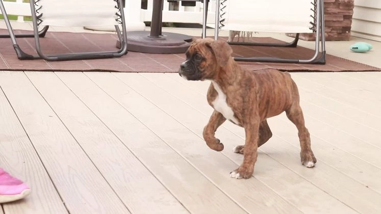 Boxer dogs for sale: Elsie - Video 5