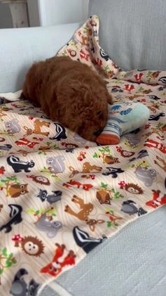 Maltipoo dogs for sale: Biscuit - Video 1