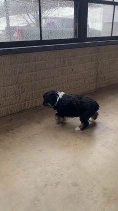 Aussiedoodle dogs for sale: Smores - Video 4