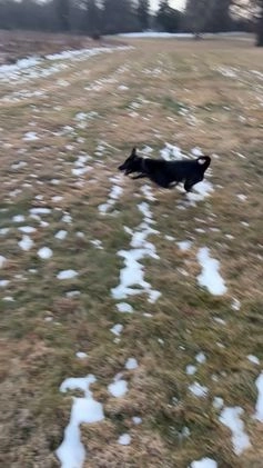 Mixed Breed dogs for sale: Reggie - Video 1