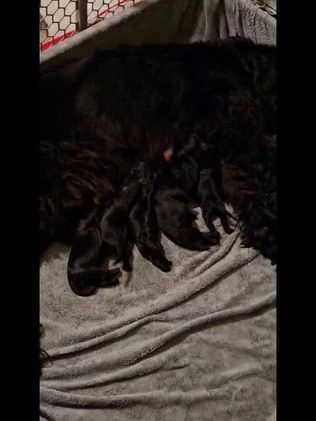 Giant Schnauzer dogs for sale: Giant Schnauzer Puppy 3 - Video 3