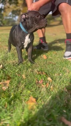 American Bully dogs for sale:  Puppy 1 - Video 5