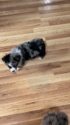 Australian Shepherd dogs for sale: Jackson - Video 1