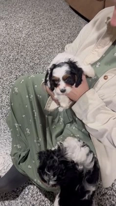 Cavapoo dogs for sale: Eden - Video 1