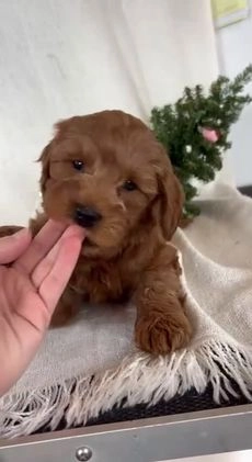 Goldendoodle dogs for sale: Max - Video 1