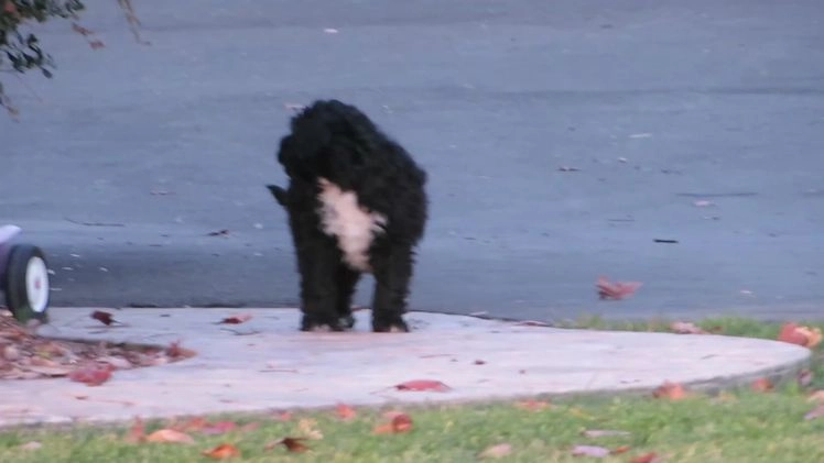 Portuguese Water Dog dogs for sale: Cody - Video 6