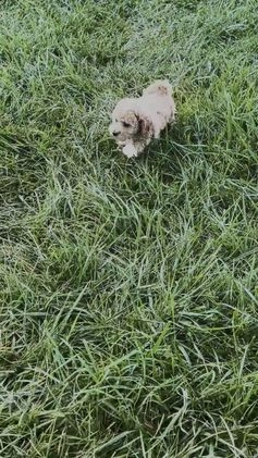 Maltipoo dogs for sale: Hazelnut - Video 1