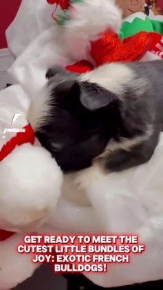 French Bulldog dogs for sale: French Bulldog Puppy 1 - Video 1