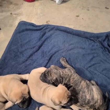 English Mastiff dogs for sale: Shawn - Video 2